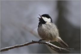 <p>SÝKORA UHELNÍČEK (Periparus ater)</p>